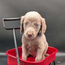 Ranger - male Long Haired Weimaraner puppy in Evart, Michigan from Drehbar Weimaraners