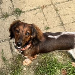 Obi - Dachshund