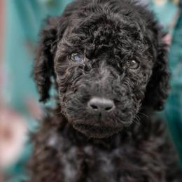 Kate - Black female Poodle puppy in Grimsley, Tennessee from Above Standard Poodles