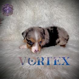 Vortex - Blue merle male Miniature Australian Shepherd puppy in Lubbock, Texas from Baby Storm Kennels