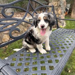 Max - Blue merle male Bernedoodle puppy in Las Vegas, Nevada from Perfect Bernedoodles