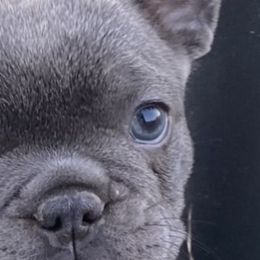 French Bulldogs from Flathead’s Fabulous Frenchies