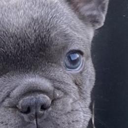 French Bulldogs from Flathead’s Fabulous Frenchies