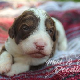 Truffle - Aussiedoodle puppy in Mountain Home, Arkansas from Amos and Oak Doodles