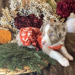 Sarah - Red merle female Miniature Australian Shepherd puppy in California from Eagle River Aussies