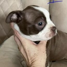 Boston Terriers from Knights Boston Babies