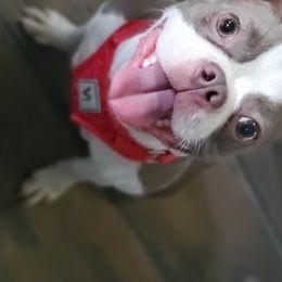 Remi  - Boston Terrier