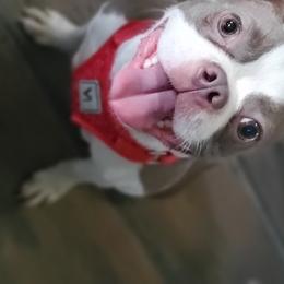 Remi  - Boston Terrier