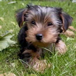Yorkshire Terrier Puppies from Celestial Family Terriers (Yooper Yorkies)