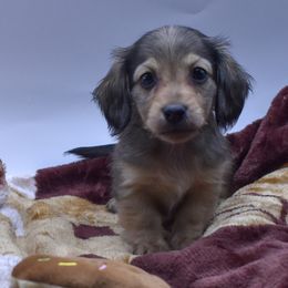 Boy 1 - Cream male Dachshund puppy in Maurice, Louisiana from Hart Dachshunds