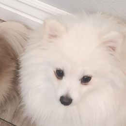 Romeo - Pomeranian