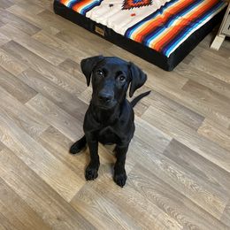 Labrador Retriever Puppies from Blueblood British Gundogs