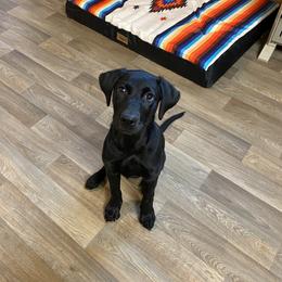 Labrador Retriever Puppies from Blueblood British Gundogs