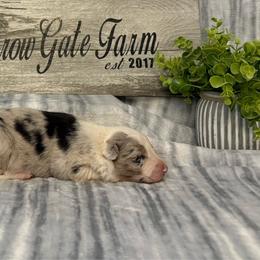 Shania - White and blue merle female Border Collie puppy in Moody, Texas from Narrow Gate Farm