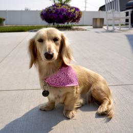 Dolly - Dachshund
