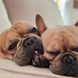 French Bulldogs from Fancy Pig Frenchies