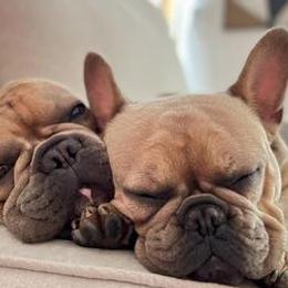French Bulldogs from Fancy Pig Frenchies