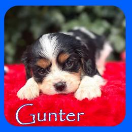 Gunter - Tri-color male Cavalier King Charles Spaniel puppy in Clinton, Oklahoma from Enchanted Spaniels