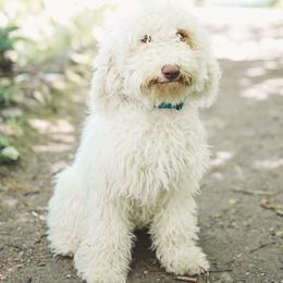Australian Labradoodles from Oak Manor Australian Labradoodles LLC