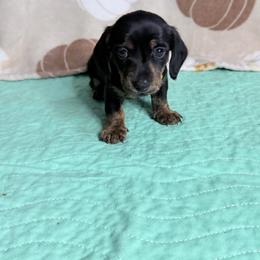 Spark - Black and tan male Dachshund puppy in Homosassa, Florida from SAN’S Dachshunds