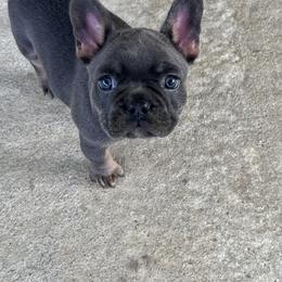 French Bulldog Puppies from Kristen Fifer