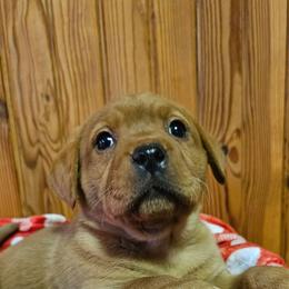 4th choice female available to reserve - Yellow female Labrador Retriever puppy in Dalton, Pennsylvania from Whiteduck Mountain Kennel AKC Australian Cattle Dogs and AKC Fox Red Labrador Retrievers