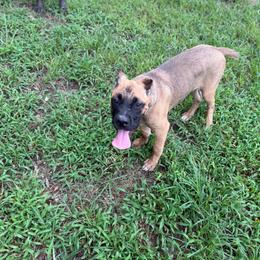 Brown collar - Fawn female Cane Corso puppy in Opelousas, Louisiana from Azelees Cane Corso