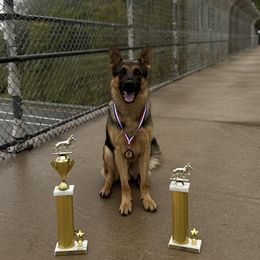 Zarrek - German Shepherd