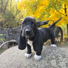 Moondancer - Black and white female Basset Hound puppy in Valley, Washington from Enchanted Valley Paws