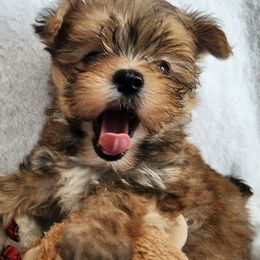 Boy 1 - Black and tan male Morkie puppy in The Villages, Florida from My Precious Pups