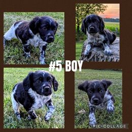 Boy 1 - Black and white male French Brittany puppy in Reedsburg, Wisconsin from Winterdream Kennel