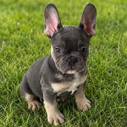 Starkhaus' Lil' Blue Bayou - Blue male French Bulldog puppy in Pomfret Center, Connecticut from Starkhaus Rottweilers & Frenchies