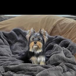 Minnie - Yorkshire Terrier