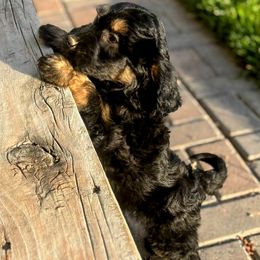 Black Phantom, Sable, Male Two - Black phantom male Aussiedoodle puppy in Parma, Idaho from Arena Valley Acres