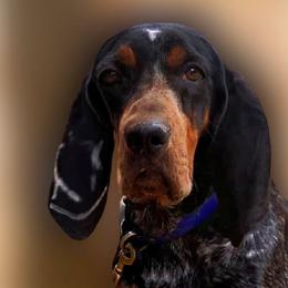 Annie - Bluetick Coonhound