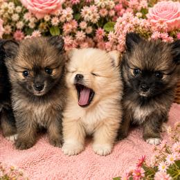 Pomeranian puppies from Foxx Dior Poms