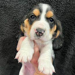 Gummy Bear (yellow) - Brown black and white female Basset Hound puppy in Kingsport, Tennessee from Bear’s Bassets