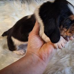 Emmit - Black brown and white male Basset Hound puppy in Mack's Creek, Missouri from Mack's Creek Basset Hounds