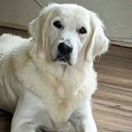 Golden Retriever puppies from Goldway Golden Retrievers and Frenchies