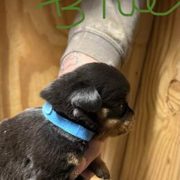 Boy 1 - Black and mahogany male Rottweiler puppy in Cartersville, Virginia from Vom Heldenhaft Rottweilers