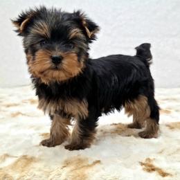Bentley - Blue and gold male Yorkshire Terrier puppy in Monticello, Iowa from Ashley’s Puppies