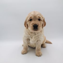 Golden Retriever Puppies from Wild Hearts Goldens