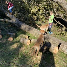 Labrador Retriever Puppies from Spring Water Labs of the Carolinas
