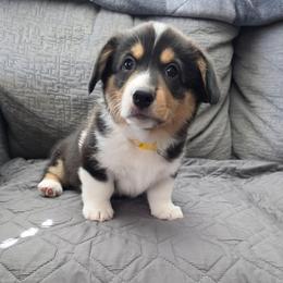 Bolt (Yellow) - Black and tan male Pembroke Welsh Corgi puppy in Sun City, Arizona from Dash'n Corgis of AZ