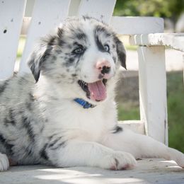 Border Collie Puppies from Shill Border Collies