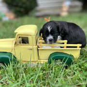 Orange collar - Benji - Black and white male Shorkie puppy in Mays Landing, New Jersey from Fancy Paws Shorkies & Shih Tzus