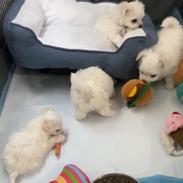 Maltese Puppies from B&O Maltese