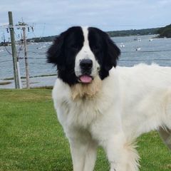 Landseer (European Continental Type)s from Levanah Farm