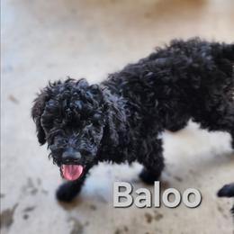 Baloo - Black male Goldendoodle puppy in Goodyear, Arizona from The Earl Dood(le)s