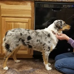 Una - Australian Shepherd
